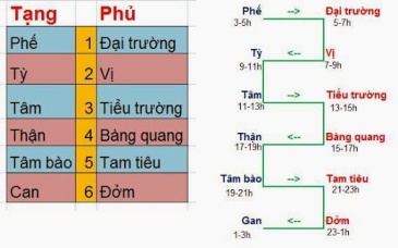 Chức năng tạng phủ trong Y học cổ truyền